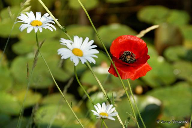 1311RB02_DSC07327_DxO.jpg - Jardin...