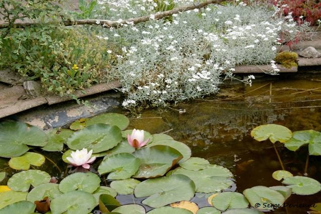 1311Rb20_DSC07309_DxO_GF.jpg - Jardin aquatique...
