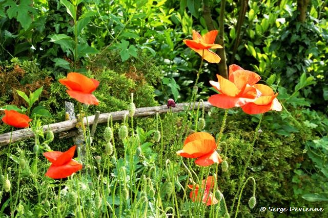 1311Rb22_DSC07217_DxO_GF.jpg - Jardin...