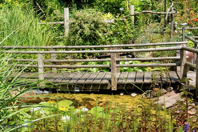 1311Rb25_DSC08576rat_dxo.jpg - Jardin aquatique...