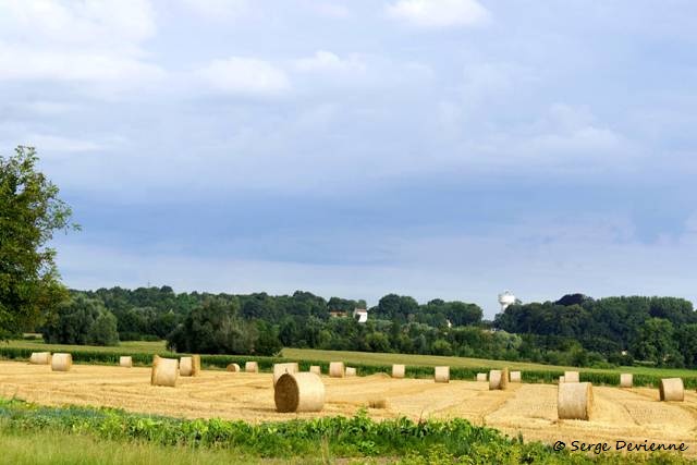 1311Rb35_DSC04749_DxO_GF.jpg - Moisson...