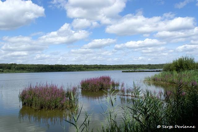 1311Rb35_DSC04791_DxO_GF.jpg - Etang de Virelles (Belgique)