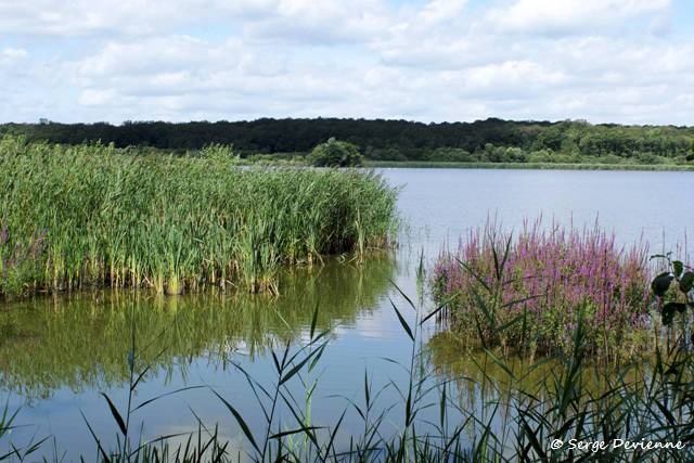 1311Rb36_DSC04781_DxO_GF.jpg - Etang de Virelles (Belgique)