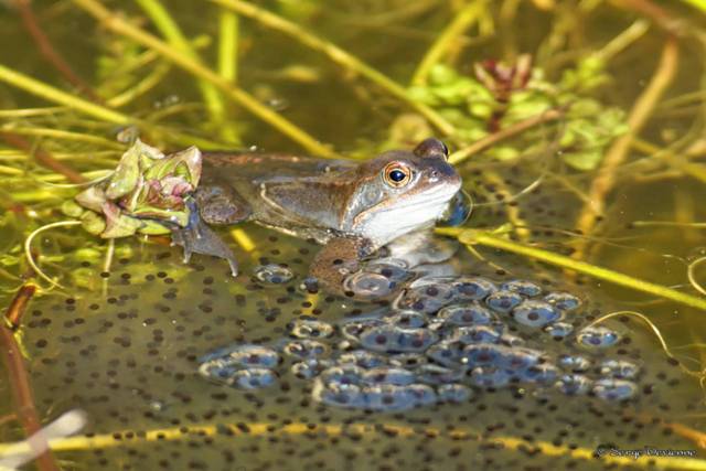 1311Rc02_DSC00113rr2t_DxO_DxO.jpg - Pontes de Grenouille rousse.