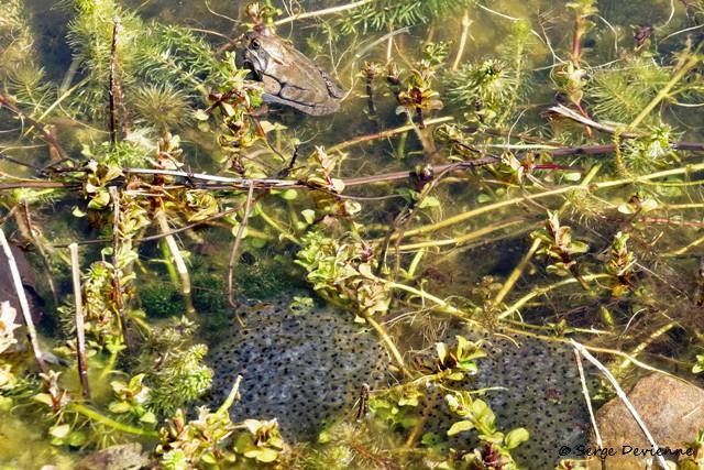 1311Rc03_DSC05666r2_DxO_GF.jpg - Pontes de Grenouille rousse.