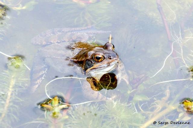 1311Rc05_DSC05670_DxO_GF.jpg - Grenouille rousse