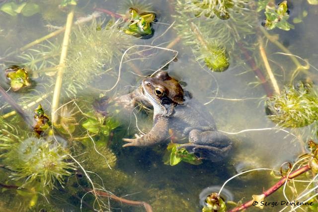 1311Rc06_DSC05671_DxO_GF.jpg - Grenouille rousse