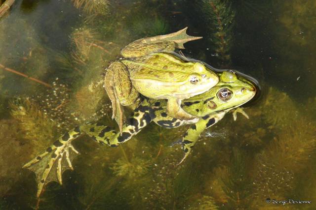 1311Rc10_DSC00835t.jpg - Grenouilles vertes - Amplexus 