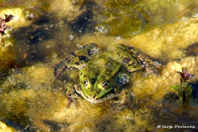 1311Rc15_DSC06094_DxO_GF.jpg - Ponte de Grenouille verte. 