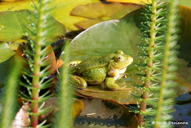 1311Rc17_DSC06590r_DxO_GF.jpg - Grenouille verte. 