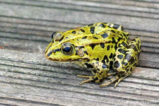 1311Rc19_DSC08762_dxo_GF.jpg - Grenouille verte 