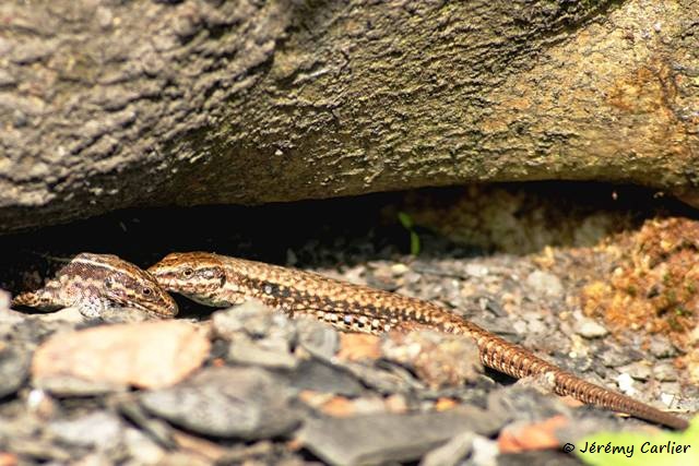 1311Rc40_DSC06259ra_DxO_GF.jpg - Lézards des murailles