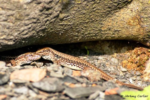 1311Rc41_DSC06260ra_DxO_GF.jpg - Lézards des murailles