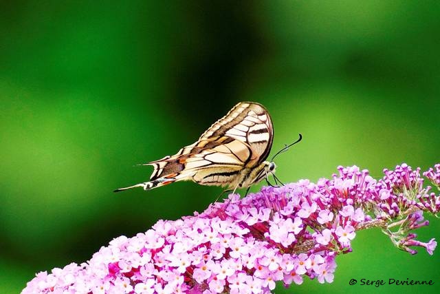 1311Re04_DSC03013rr_GF.jpg - Machaon ou Grand porte-queue 