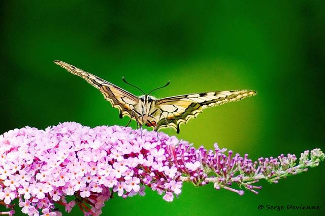 1311Re05_DSC03015rr_GF.jpg - Machaon ou Grand porte-queue 
