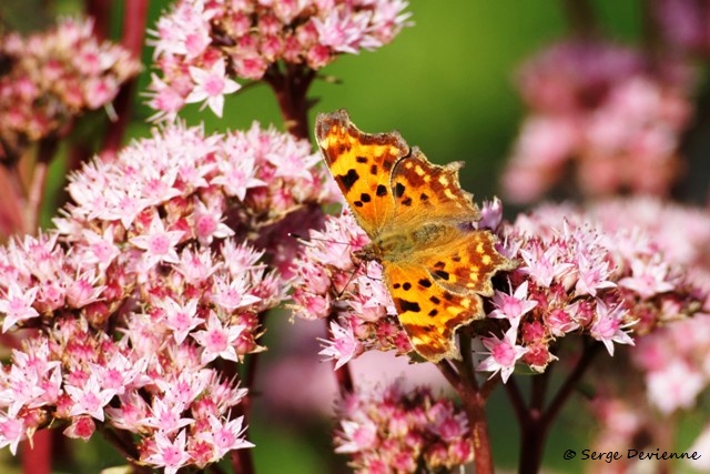 1311Re07_DSC06080r2_DxO_GF.jpg - Papillon Robert-le-Diable 