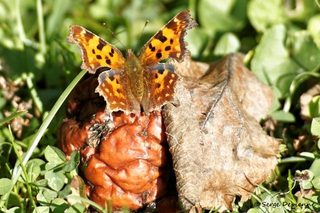 1311Re08_DSC04862ra_DxO_GF.jpg - Papillon Robert-le-Diable 