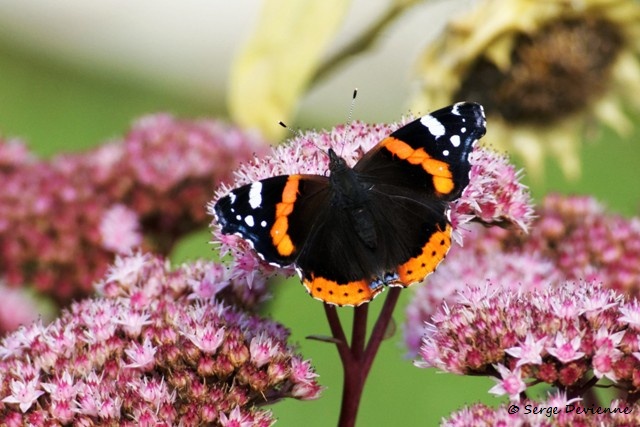 1311Re12_DSC06076r_DxO_GF.jpg - Papillon Vulcain 