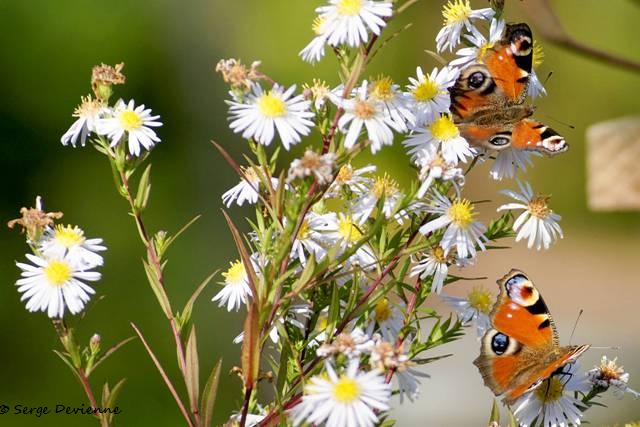 1311Re14_DSC05344ra_DxO_GF.jpg - Papillons Paon du jour