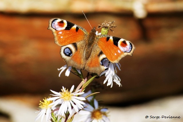 1311Re15_DSC05429r_DxO_GF.jpg - Papillon Paon du jour