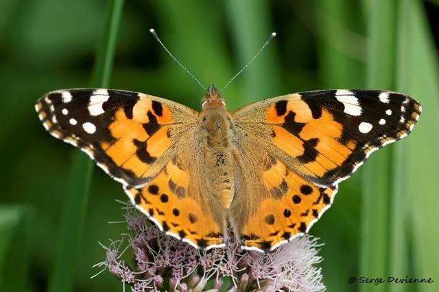 1311Re20_DSC09032rn_dxo_GF.jpg - Papillon migrateur, la Belle-dame (ou Vanesse des Chardons)