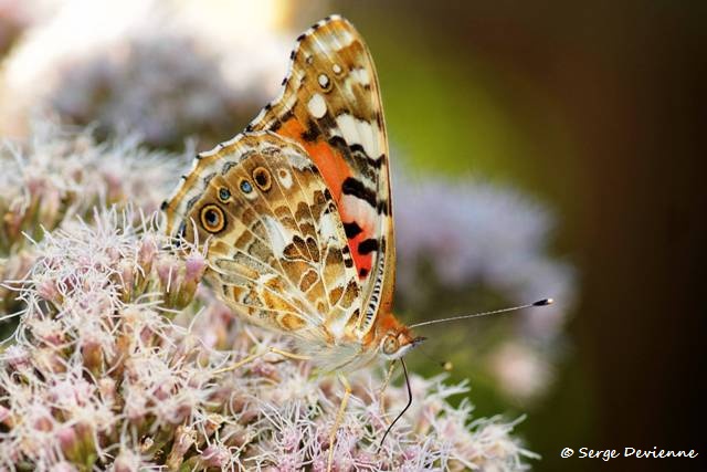 1311Re22_DSC08964r_dxo_GF.jpg - Papillon Belle-dame (ou Vanesse des Chardons)