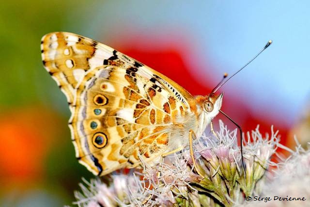 1311Re24_DSC09015ra_dxo_GF.jpg - Papillon Belle-dame (ou Vanesse des Chardons)