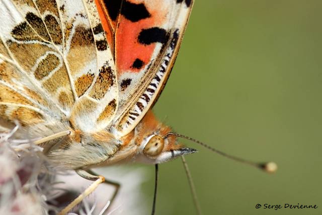 1311Re26_DSC08895r_dxo_GF.jpg - Papillon Belle-dame (ou Vanesse des Chardons)