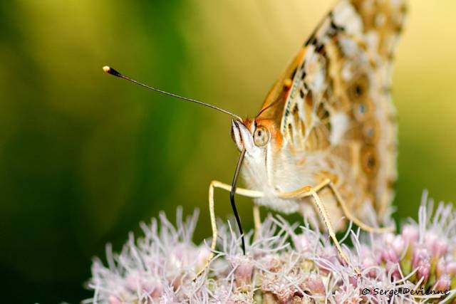 1311Re28_DSC09008r_dxo_GF.jpg - Papillon Belle-dame (ou Vanesse des Chardons)