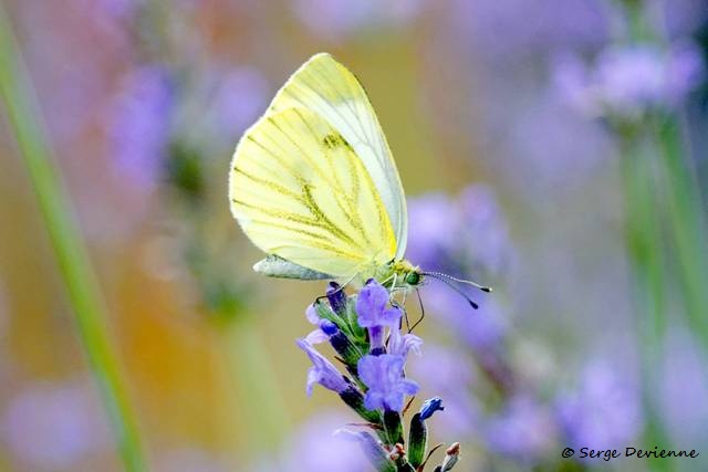 1311Re30_DSC08790a_dxo_GF.jpg - Papillon Piéride 