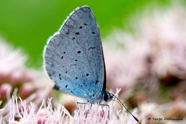 1311Re33_DSC08808r_dxo_GF.jpg - Papillon bleu Argus