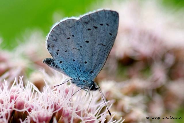1311Re36_DSC08810ra_dxo_GF.jpg - Papillon bleu Argus