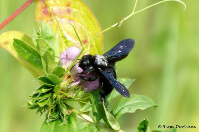 1311Rf08_DSC06825z_DxO_GF.jpg - Abeille charpentière