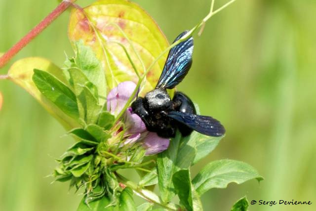 1311Rf09_DSC06826r_DxO_GF.jpg - Abeille charpentière