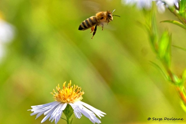 1311Rf12_DSC00102r2a_dxo_DxO_GF.jpg - Abeille domestique