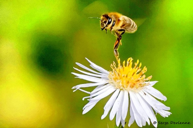 1311Rf13_DSC00116rrr_dxo_DxO_GF.jpg - Abeille domestique