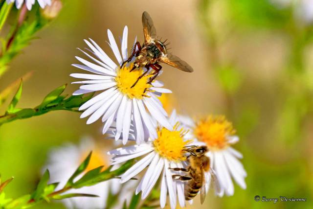 1311Rf14_DSC00113R2a3t_dxo_DxO.jpg - Abeille domestique