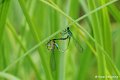 1311Rd22_DSC08769r_dxo_GF