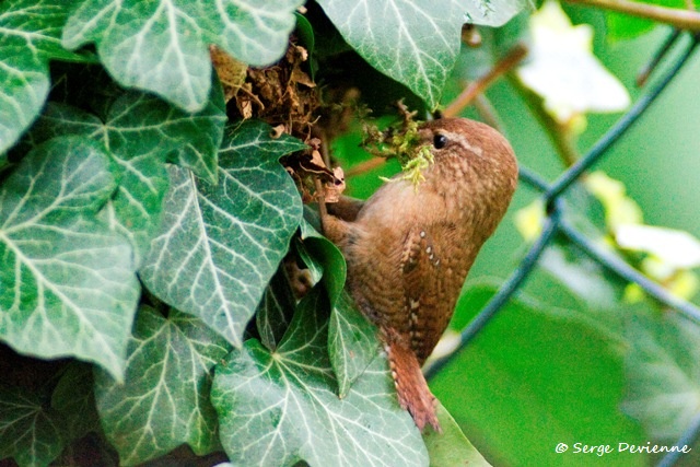 1311Rg10_DSC00657psr_GF.jpg - Troglodyte mignon