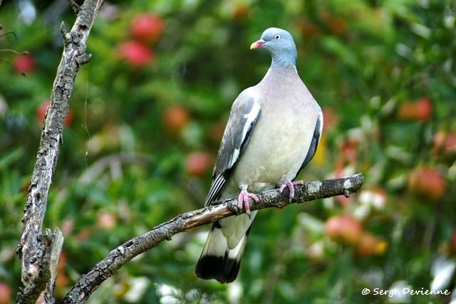 1311Rg11_DSC05376_DxO_GF.jpg - Pigeon ramier