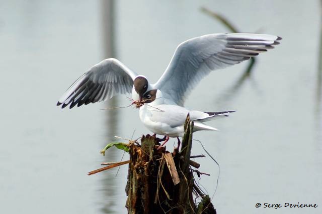 1311Rg50_DSC06335_DxO_GF.jpg - Mouettes rieuses (Harchies Belgique)