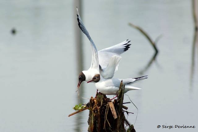1311Rg52_DSC06341ra_DxO_GF.jpg - Mouettes rieuses (Harchies Belgique)