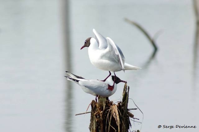 1311Rg54_DSC06360ra_DxO_GF.jpg - Mouettes rieuses (Harchies Belgique)