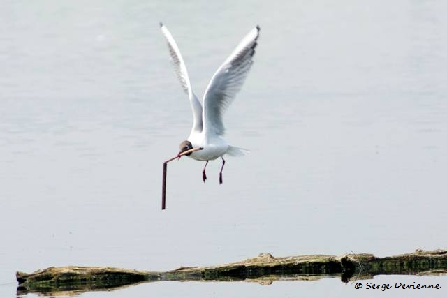 1311Rg58_DSC06363r_DxO_GF.jpg - Mouette rieuse (Harchies Belgique)