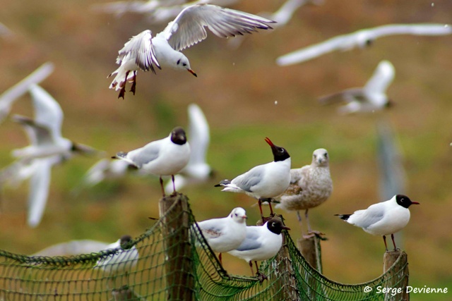 1311Rg62_DSC04215r_DxO_GF.jpg - Mouettes rieuses (Lewarde)