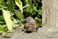 1311Rg30_DSC03428a_DxO_GF