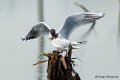 1311Rg50_DSC06335_DxO_GF
