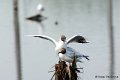 1311Rg56_DSC06362ra_DxO_GF
