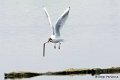 1311Rg58_DSC06363r_DxO_GF