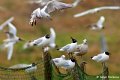 1311Rg62_DSC04215r_DxO_GF